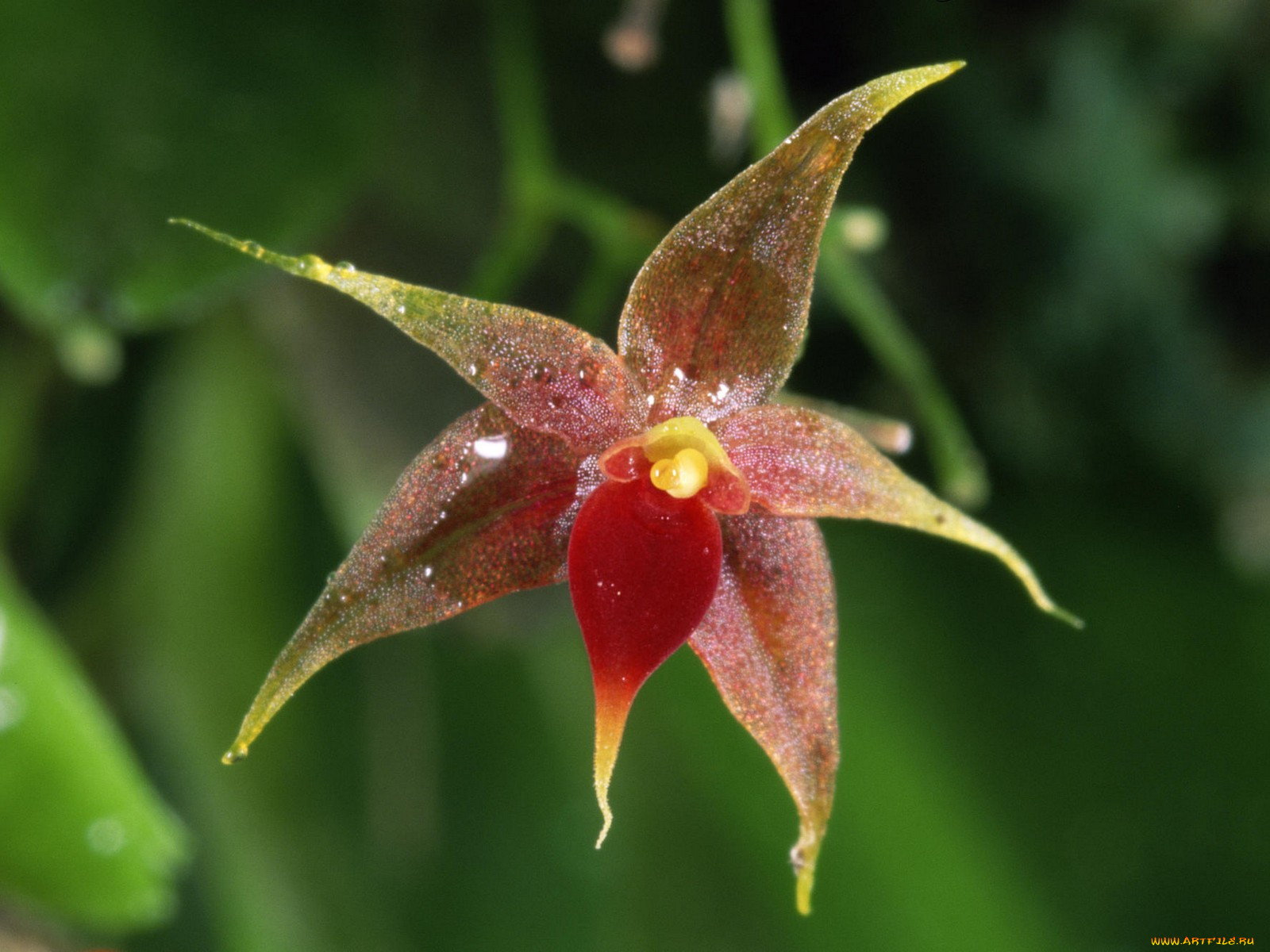 miniature, epiphytic, orchid, costa, rica, , 